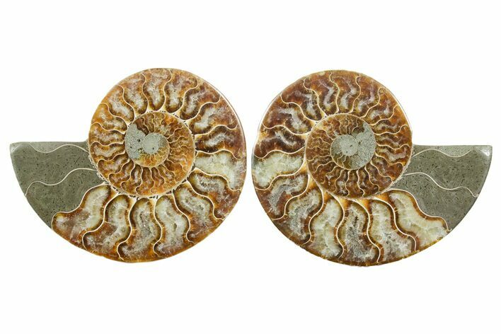 Cut & Polished Crystal-Filled Ammonite Fossil - Madagascar #354165
